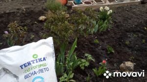 посадка розмарина в открытый грунт. опора для пионов. будущий ручей из лобелии.