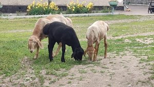 гиссар Кошкарчика на продажу 3 месячные.т87477776053#гиссарские_бараны#гиссар#гиссарские_овцы#гисар