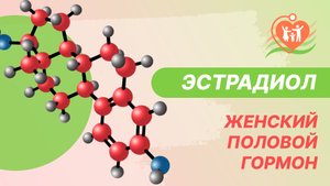 ? Эстрадиол - женский половой гормон