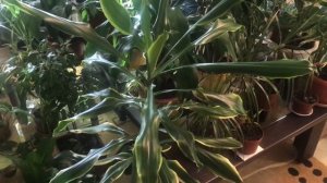 Домашние растения.Драконово дерево.  Драцена Душистая. Драцена Сандера.