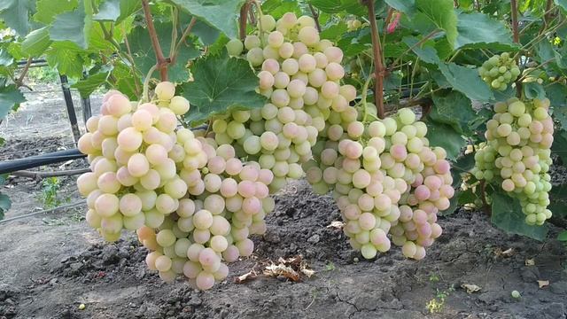 ? Виноград Нимранг. Лучший, поздний сорт винограда, который хранится до марта. смотреть онлайн