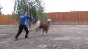 ТОП-5 Собак которые могут убить волка один на один. TOP 5 Dogs That Can Kill a Wolf One on One