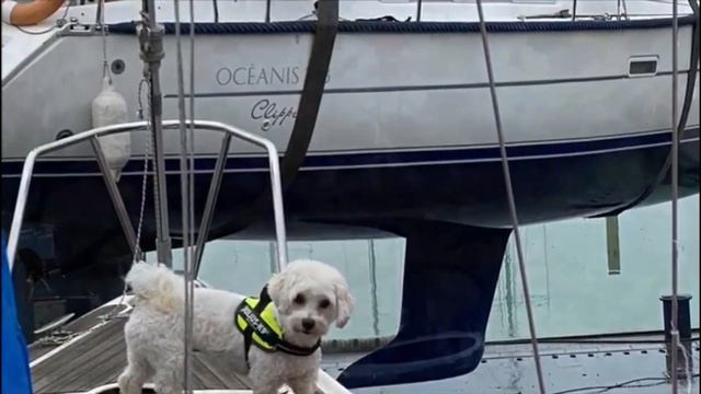 Осеннее настроение. Остров Маргит Сигед. Будапешт. смотреть онлайн