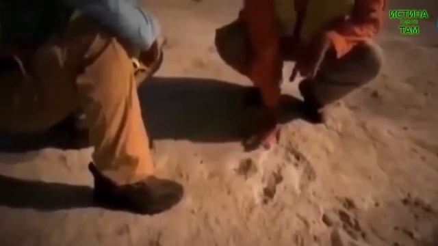 Динозавры жили с людьми! смотреть онлайн