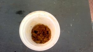 разведение опарыша в домашних условиях Видео самый лучший способ