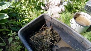 Получение термофильного чая (настоя)! Обработка винограда !