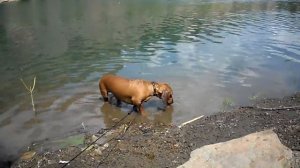 такса плавает