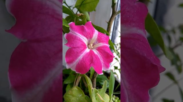 Петуния розовая, балконные цветы, Pink petunia, balcony flowers