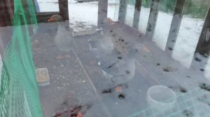 Гусь лучший охранник