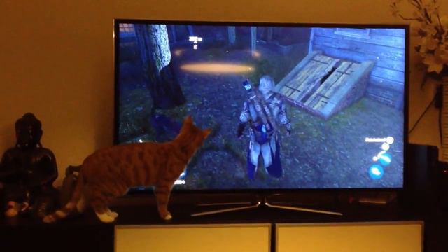 Assassin's Creed confuses cat (Кот пытается поймать кота) смотреть онлайн