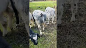 БЕЛЬГИЙСКАЯ БЕЛО ГОЛУБАЯ ПОРОДА В НАЛИЧИИ И НА ЗАКАЗ 89292324444 ?✊