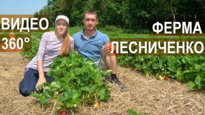 Анонс. Клубничная ферма Лесниченко.  Панорамное видео 360° 4K