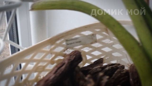 Phal Bronze Maiden Бронзовая дева- одна из моих любимчиков! смотреть онлайн