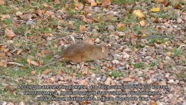 Почему мы забываем сны смотреть онлайн