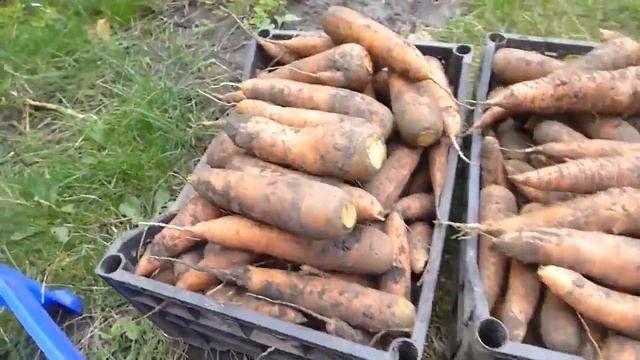 Урожай моркови 2021 смотреть онлайн