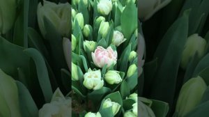 Сорт тюльпана foxtrot