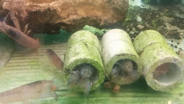 Креветка Камерунский Фильтратор (Габонский) смотреть онлайн