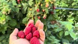 «Убийца Амиры» Самый вкусный сорт ремонтантный малины!!