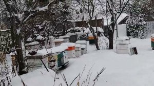 НОВОГОДНИЕ ГОСТИ НА ПАСЕКЕ.