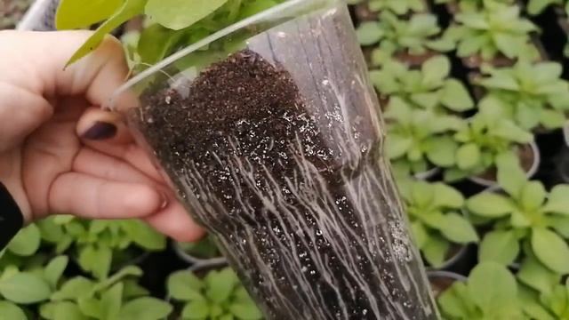 ДЛИННЫЙ И НУДНЫЙ ОБЗОР ТЕПЛИЦЫ?? смотреть онлайн