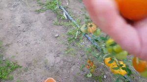 Бронзовое сердце ангела - это фрукт.