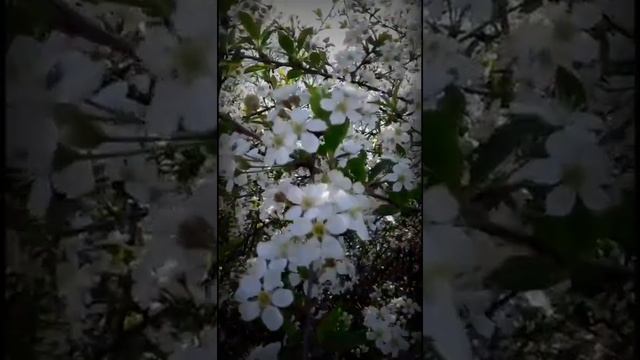 Цветение вишни