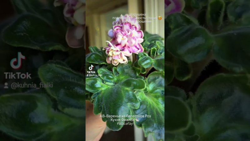 АВ-Варенье из Лепестков Роз. Уникальный сорт с герл листвой и великолепными,  редкой формы цветами