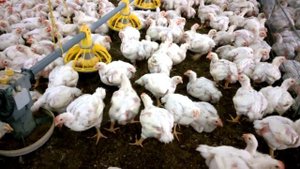 ЧТО ЕДЯТ ОРТОДОКСАЛЬНЫЕ ЕВРЕИ?