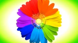 ФУТАЖ Радужный цветок - Footage Rainbow flower
