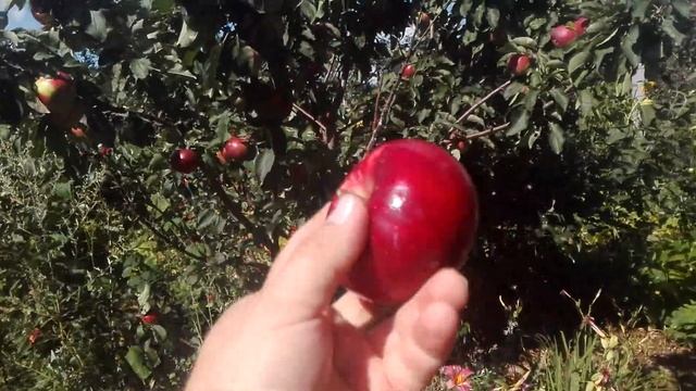 ЯБЛОНЯ КОЛОНОВИДНАЯ ОСЕННЯЯ ЧЕРВОНЕЦ  (ВСТИСП) проф. В.В.Кичина (The COLUMNAR APPLE tree  DUCAT)