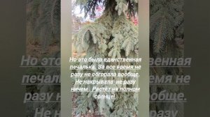 Ель сизая Пендула(Picea glauca Pendula)