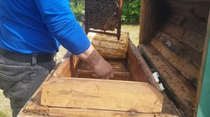 Пчёлы за стеклом