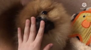 Что нужно чтобы завести собаку????