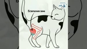 Как сделать внутримышечный укол