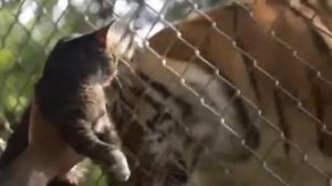 Реакция кота на тигров