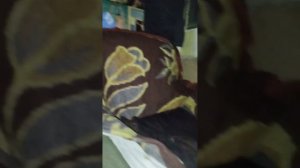 Так может ли Кинаман встать со стула ?