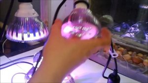 Как  правильно  повесить  Фитолампы  Стеллаж для рассады