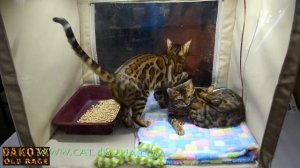 Котенок бенгальской кошки на выставке, часть 2