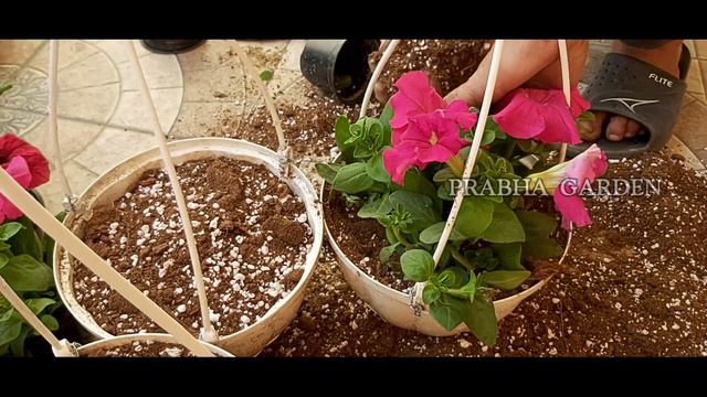 Petunia flower tamil | பெட்டூனியா பூ смотреть онлайн