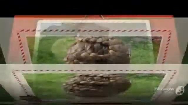 видео плетение на короткие волосы_красивое плетение волос фото