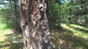 Сбор лиственной живицы для "Сибирской чистки".