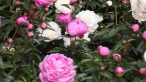 Margaret Truman | R2 Flowers BV | Peonies