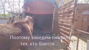 ОБУЧЕНИЕ ЛОШАДЕЙ // Перевозка лошадей на грузовике