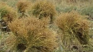 Процесс посадки и обработки льна - Снопы в поле (23)