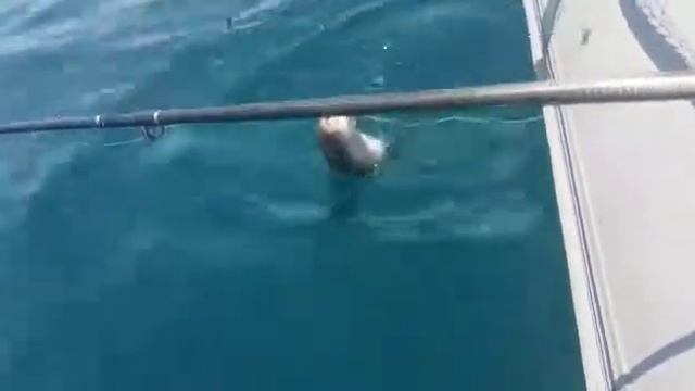 Рыба фугу - мечта самурая. смотреть онлайн