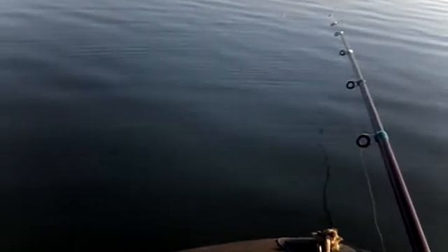 поклевка окуня,оз.Червяное. смотреть онлайн