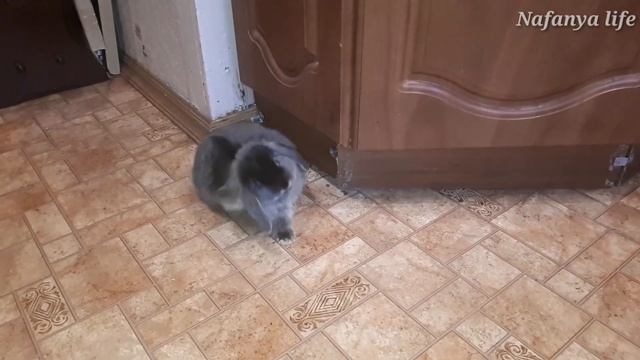 Кролик бесится. Первая прогулка. смотреть онлайн