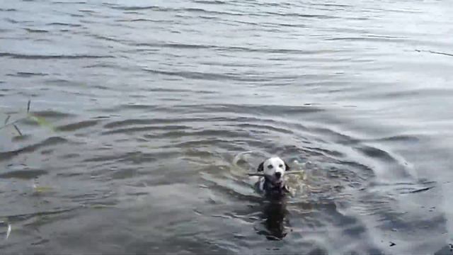 Далматин Грей - купается в реке