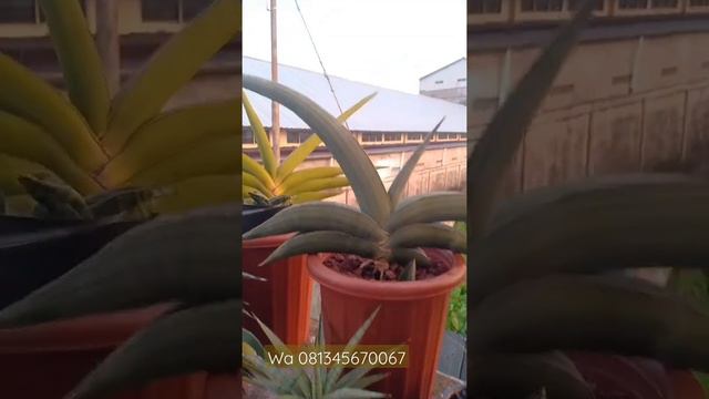 sansevieria banana/Somalia blue wa 081345670067 смотреть онлайн