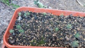 Выращивание голубой ели из семян | 12 месяцев после посадки